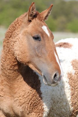 Bashir Curly Horse